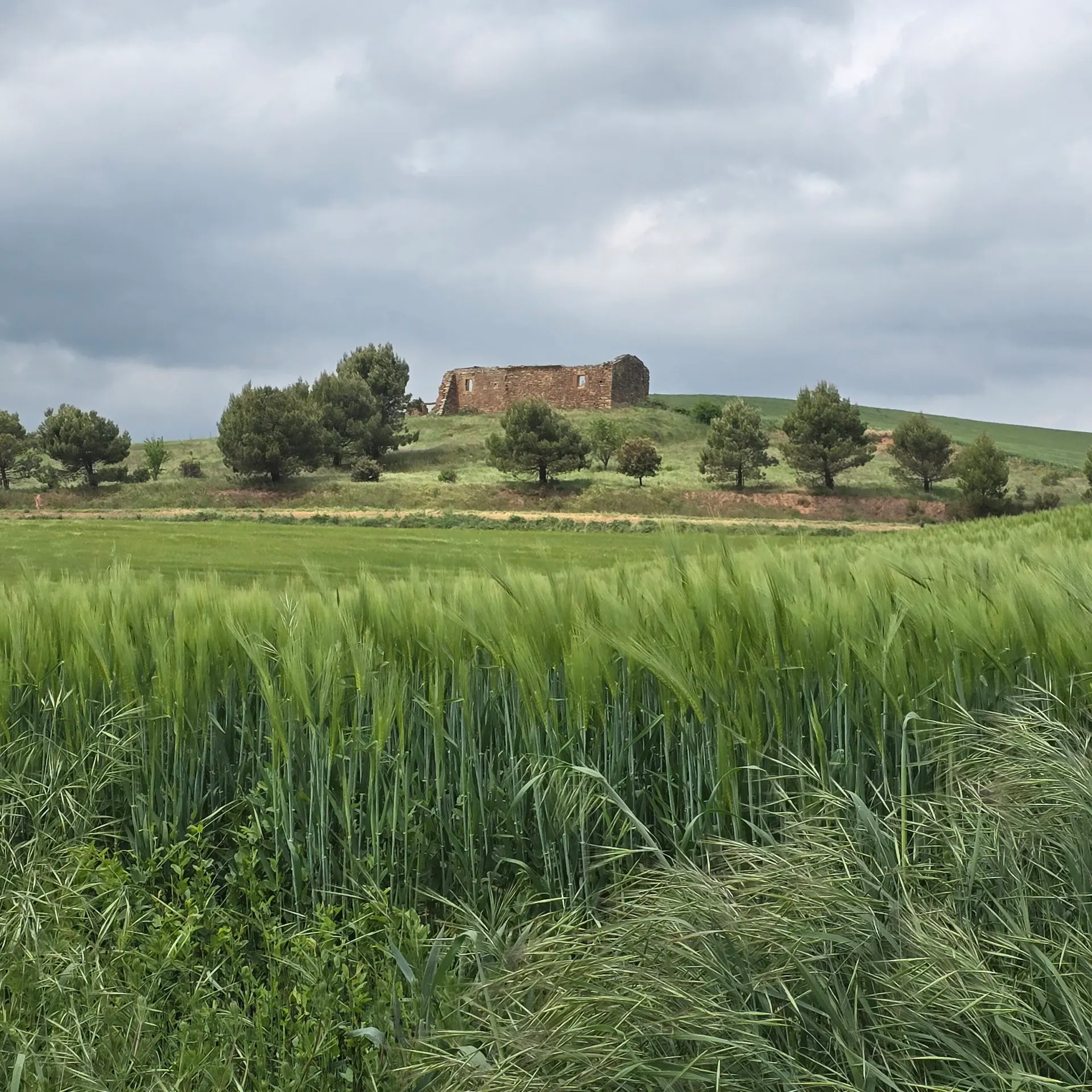 Billede fra pilgrimsvandringen på Caminoen, 28